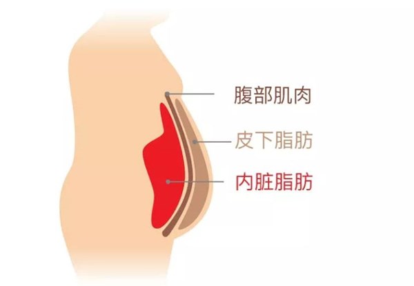 开云（中国电竞） Kaiyun,为您讲解:内脏脂肪要怎么减